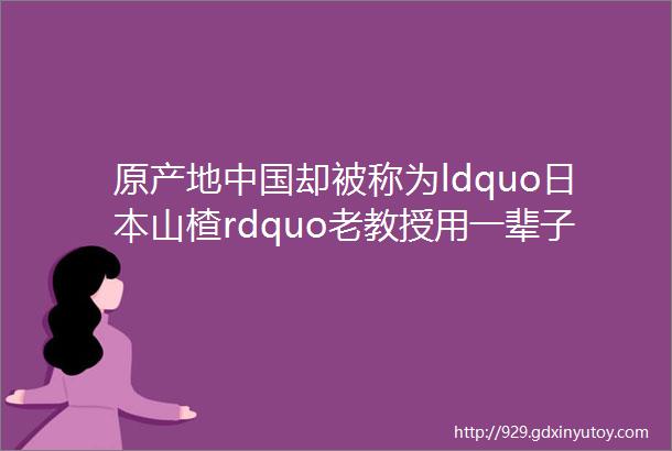 原产地中国却被称为ldquo日本山楂rdquo老教授用一辈子为它正名